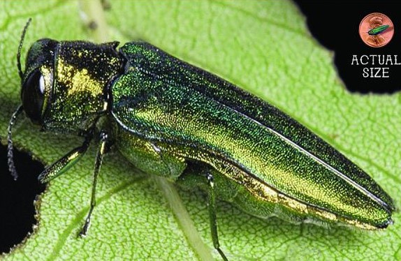 Emerald Ash Borer What Is It