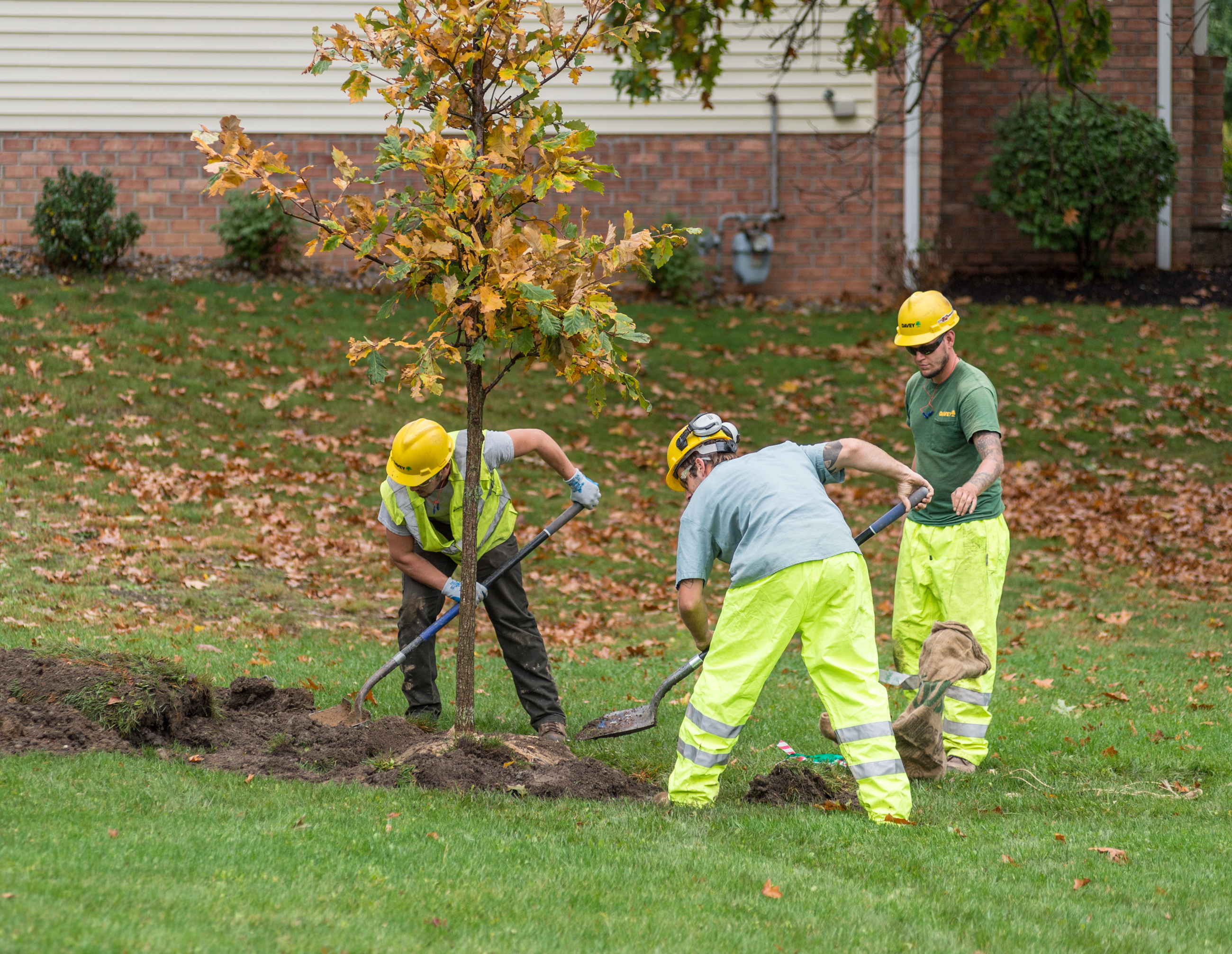 Planting Tree Right Way