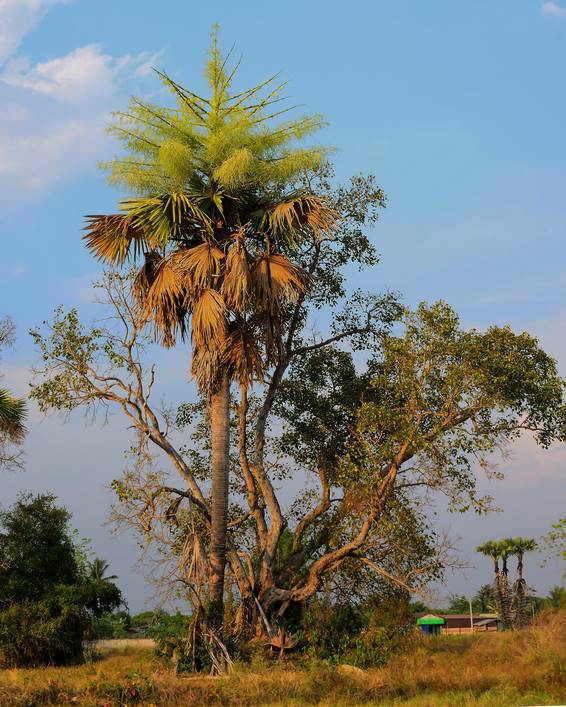 Fotolia Browning Palm 566X707