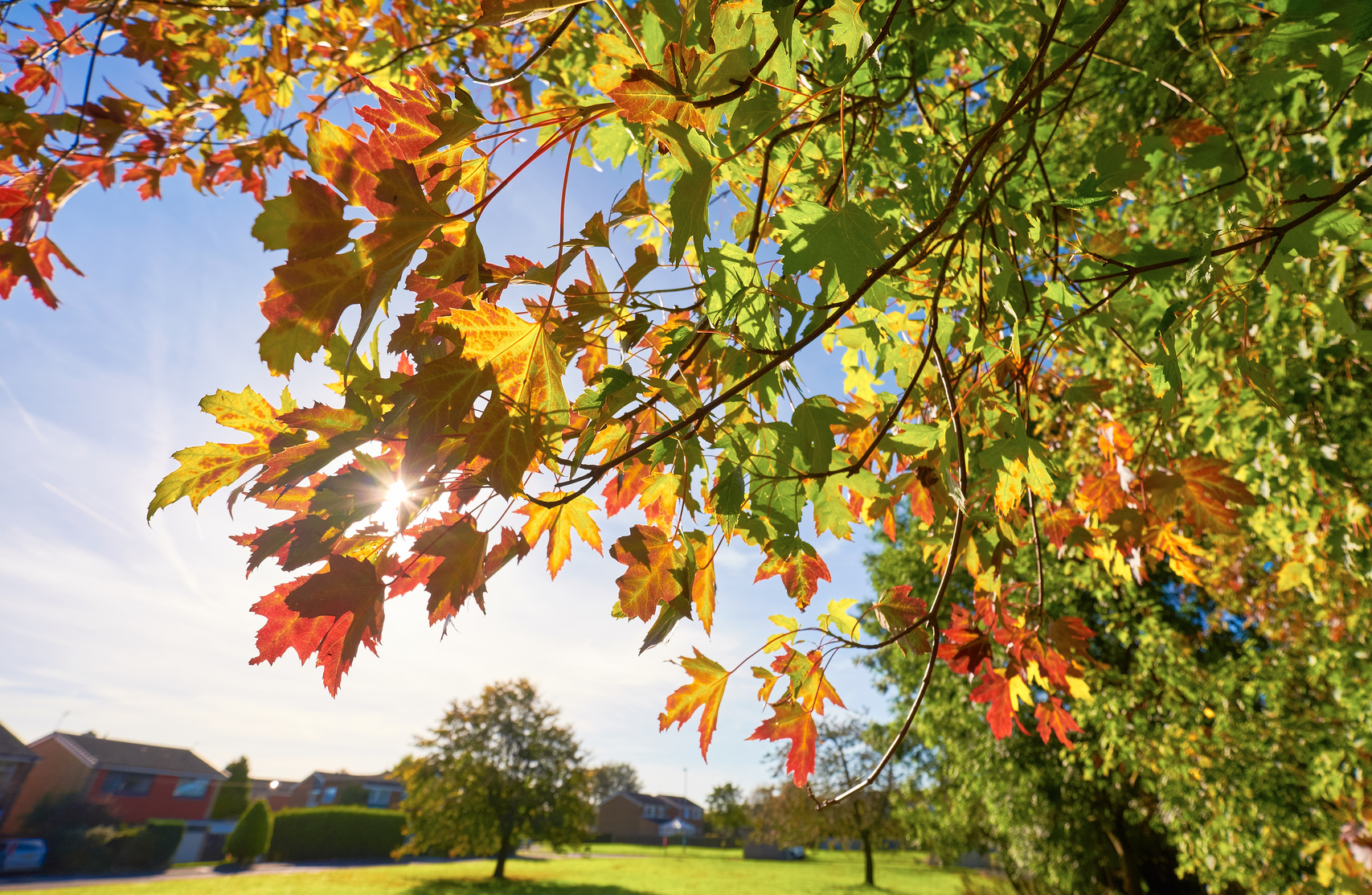 Sycamore Leaves Beginning To Change Fall
