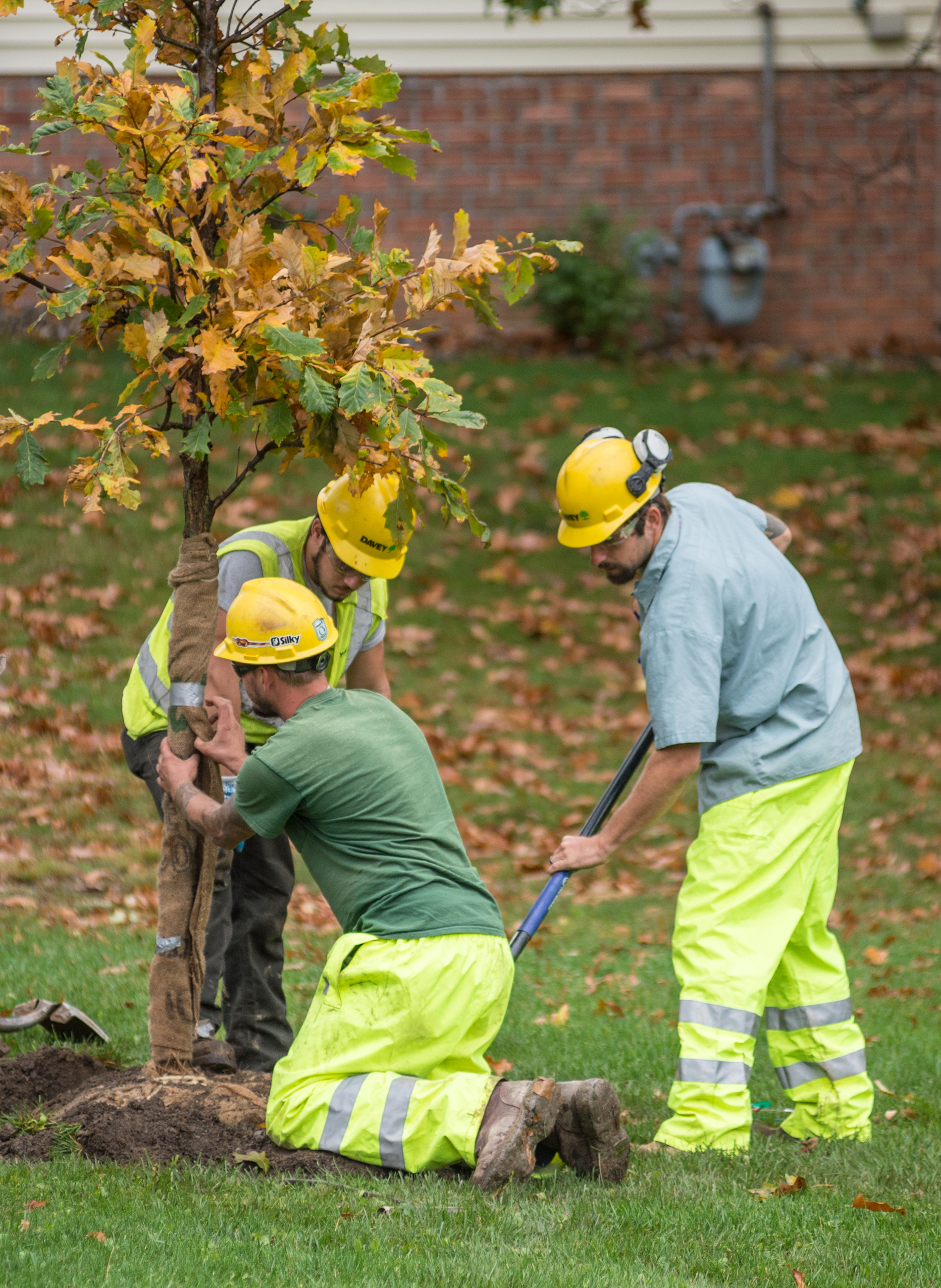 Planting The Right Tree