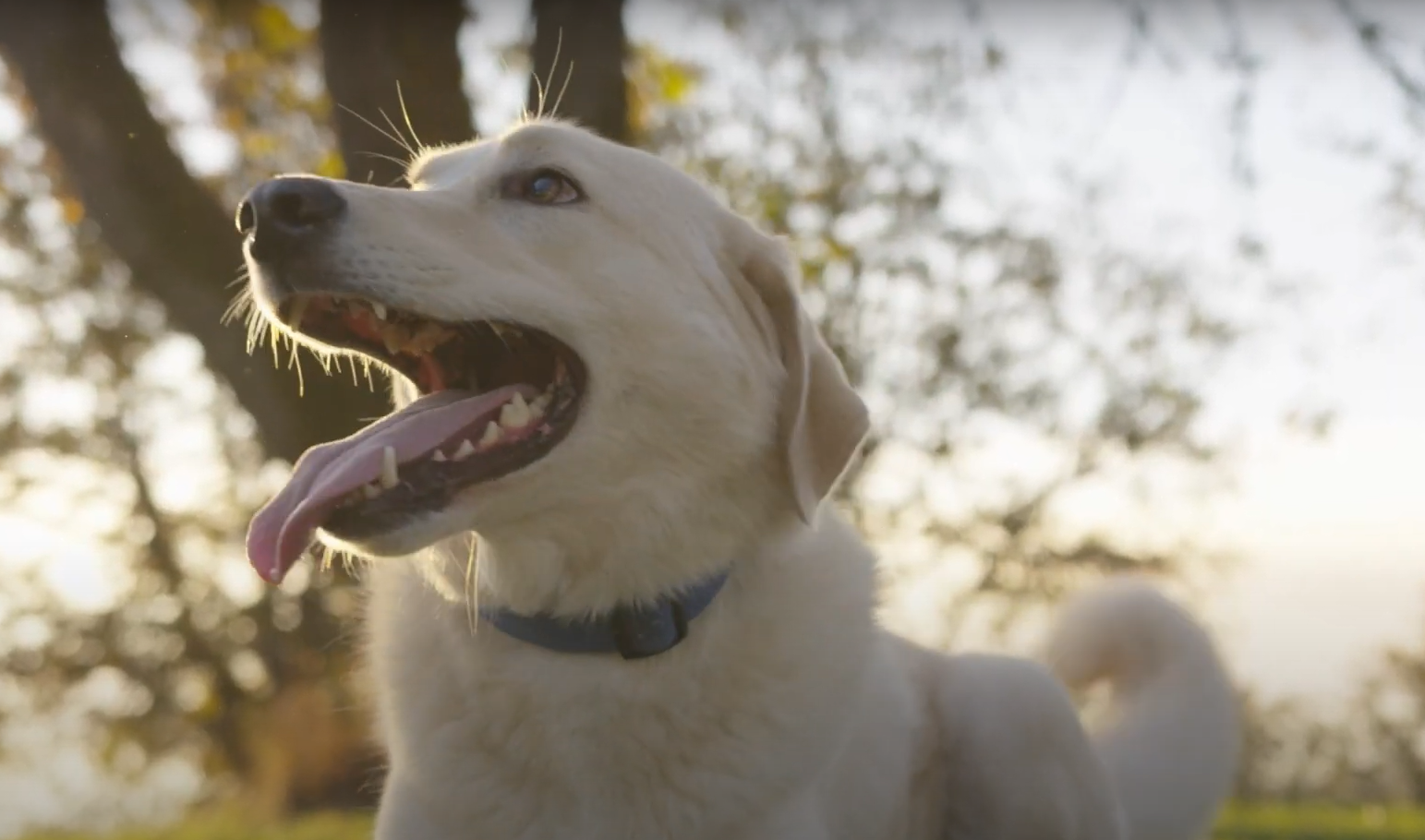 Davey Pet Friendly Landscape