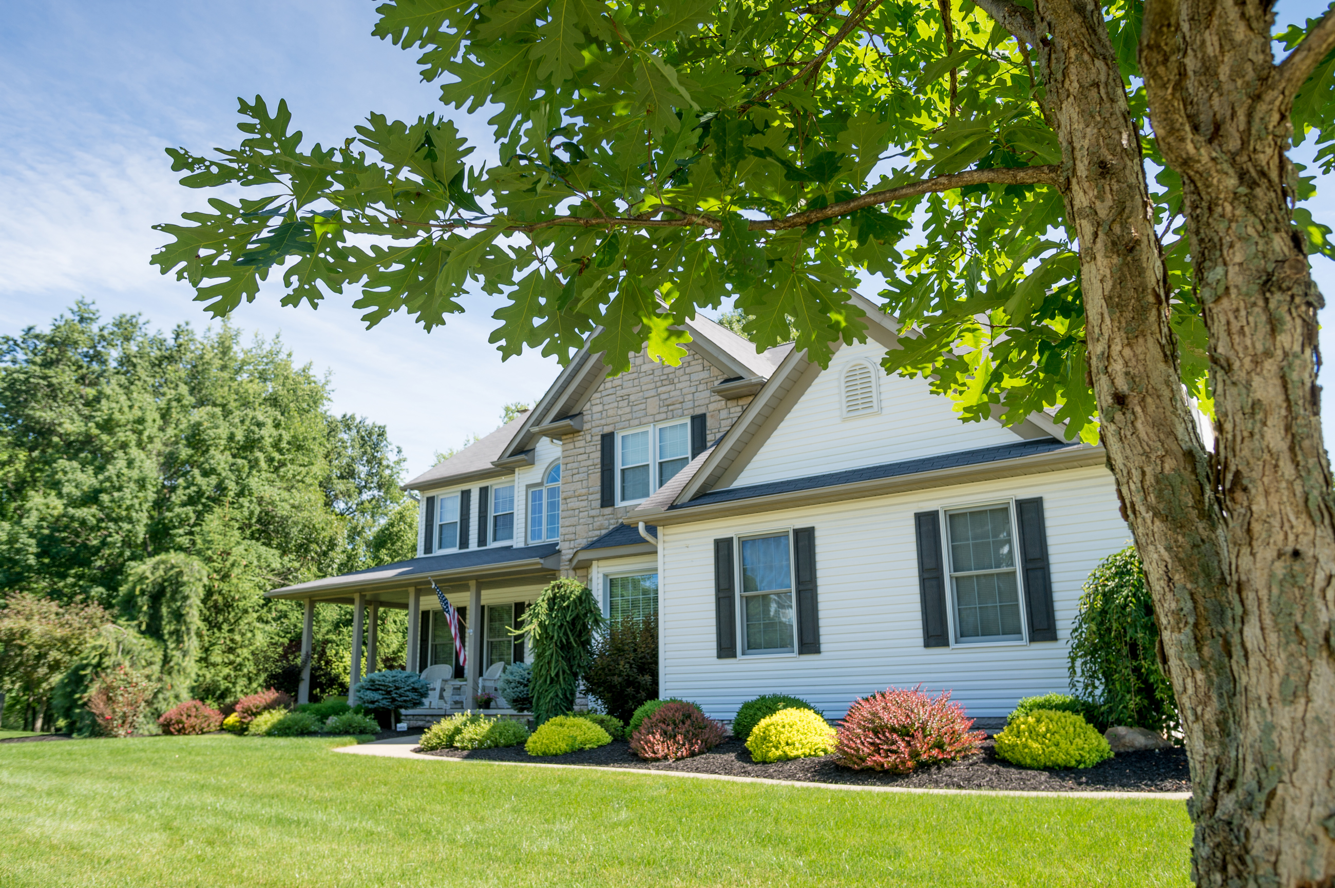 Tree Ownership Property Lines