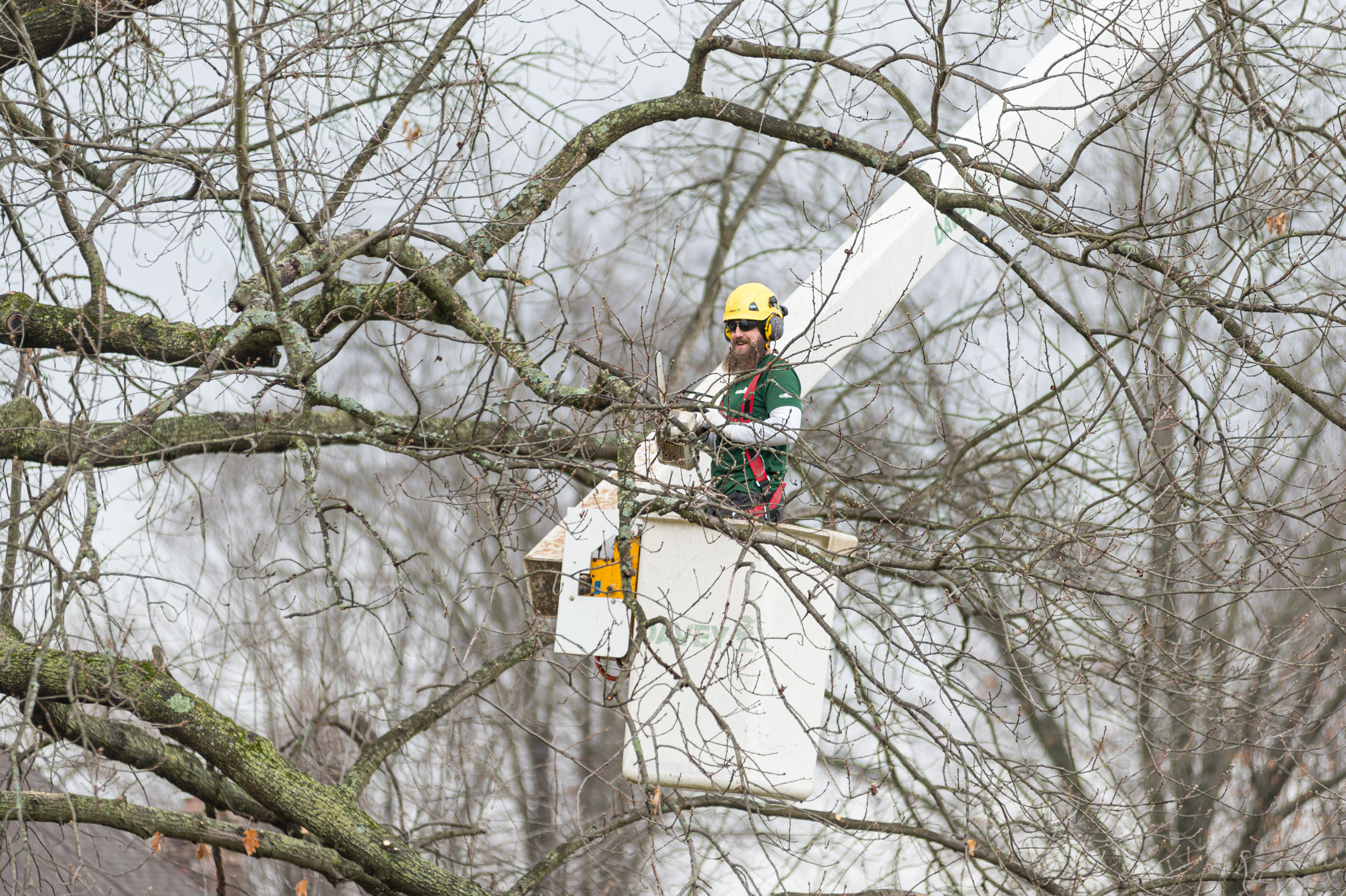 Dormant Pruning Commercial